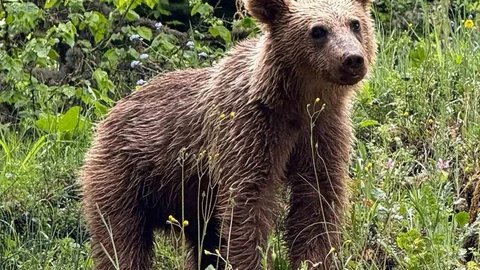 Kastamonu'da Yol Kenarında Ayı Görüntülendi