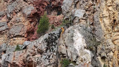 Gümüşhane'de Sakallı Akbaba Görüntülendi