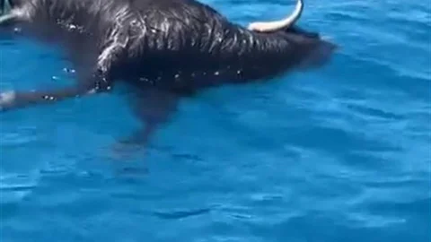 Alanya Kalesi Açıklarında Ölü Keçi Bulundu