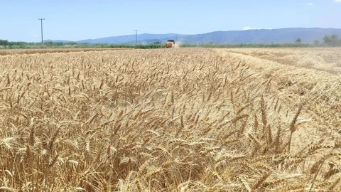 Söke Ovası'nda Buğday Hasadı Devam Ediyor