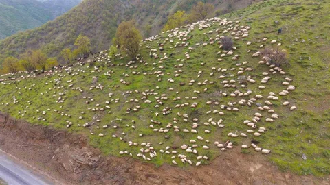 Muş'ta Besicilerin Yayla Yolculuğu Başladı