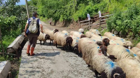 Giresun’da Yayla Göçü Başladı