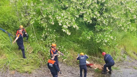 Samsun Tekkeköy'de Düveler Kurtarıldı