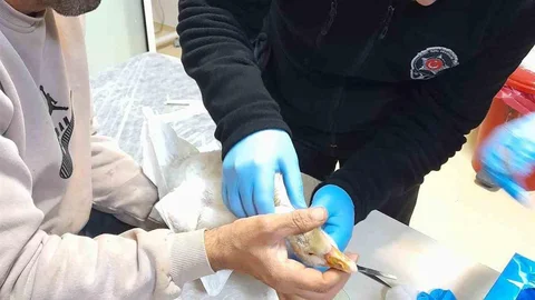Elazığ'da Yavru Kazın Kurtarılması