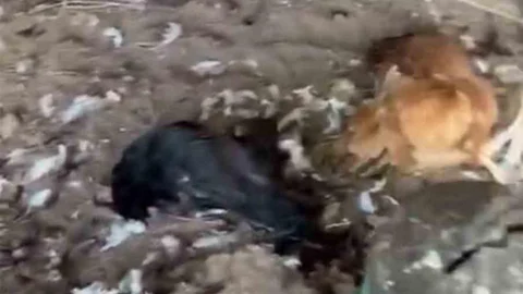 Bursa'da Sokak Köpekleri Tavukları Telef Etti