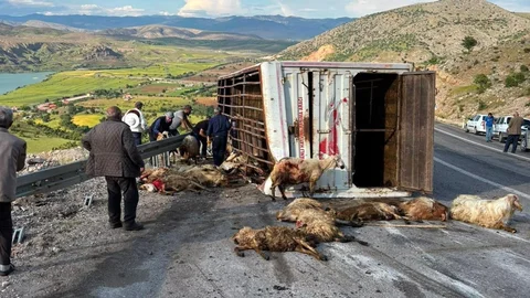 Erzincan'da Canlı Hayvan Taşıyan Kamyon Kaza Yaptı