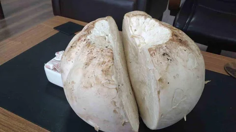 Erzincan'da Futbol Topu Gibi Mantar Bulundu