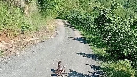 Trabzon'da Karaca Yavrularına İsim Verildi