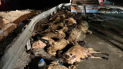 Koyun Yüklü Tır Devrildi, 60 Hayvan Telef Oldu