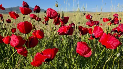 Kütahya'da Gelincik Tarlaları Açtı