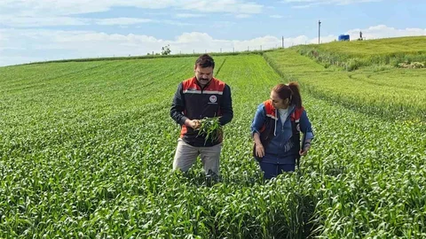 Çorum'da Yerli Buğday Umut Veriyor