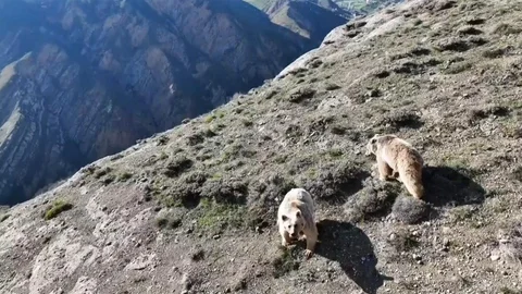 Erzincan'da Ayıların Uzaklaştırılması Komik Anlar Yaşattı