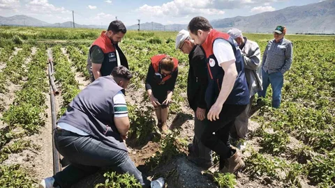 Dinar'da Dolu Yağışı Tarıma Zarar Verdi