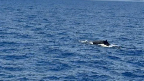 Göcek'te Balina Görüntülendi