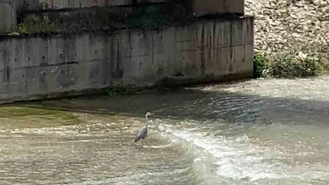 Karabük'te Gri Balıkçıl Görüntülendi