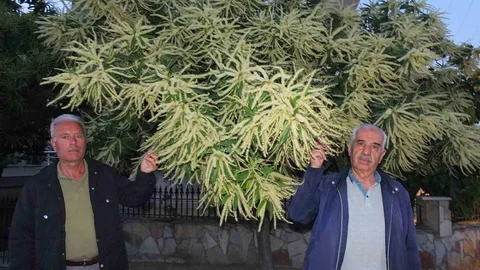 Burhaniye’de Kestane Ağaçları Çiçek Açtı