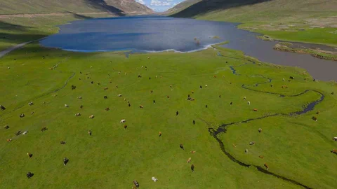 Iğdır'da Büyükbaş Hayvanların Görüntüsü