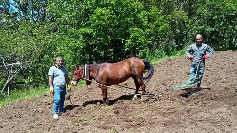 Hizan'da Tarım Eski Usulle Yapılıyor