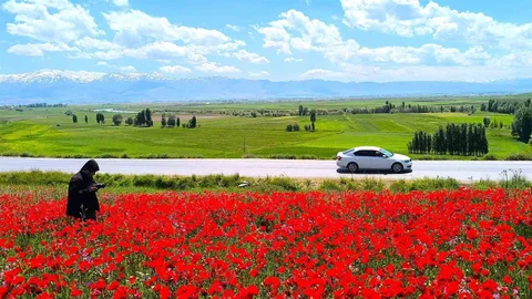 Muş'ta Doğal Gelincik Tarlası İlgi Çekiyor