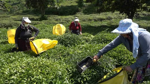 Çay Üreticilerinden Fiyat Tepkisi Rize'de