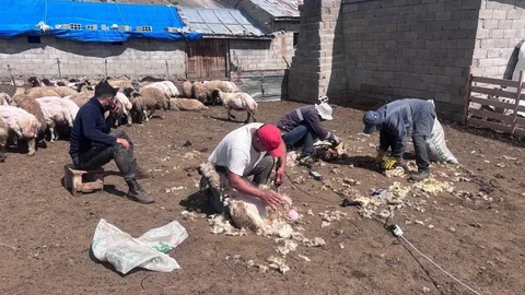 Erzincan'da Kırkım Çalışmaları Sürüyor