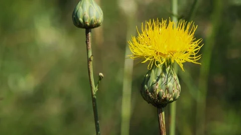 Tülüşah Çiçeği Aydın'da Çiçek Açtı