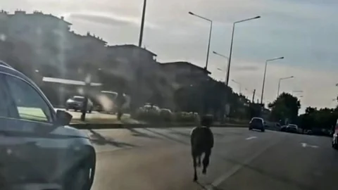 Başıboş At Bursa'da Trafiği Tehlikeye Saldı