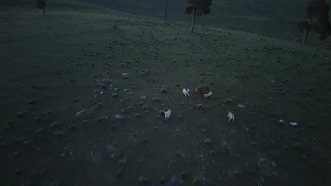 Kars'ta Ayı ve Köpeklerin Kovalamacası
