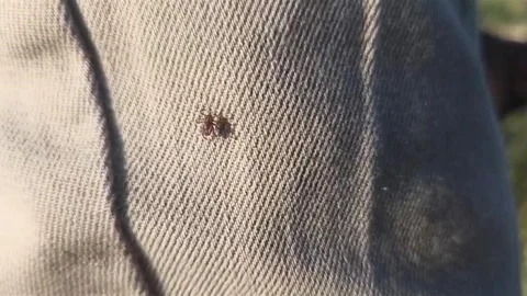 Yozgat’ta Kene Uyarısı Devam Ediyor