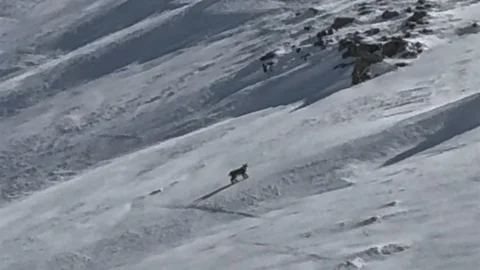 Bitlis'te Nesli Tehlike Altında Olan Vaşak Görüntülendi