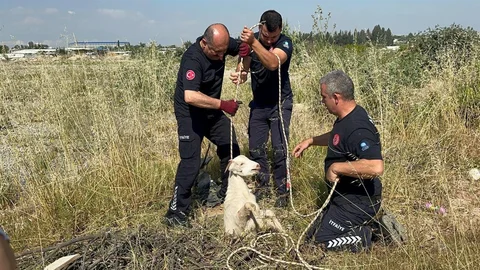 Antalya'da Oğlak Kanalizasyona Düştü