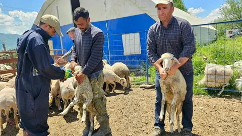 Küçükbaş Hayvan Aşılama Çalışmaları Devam Ediyor
