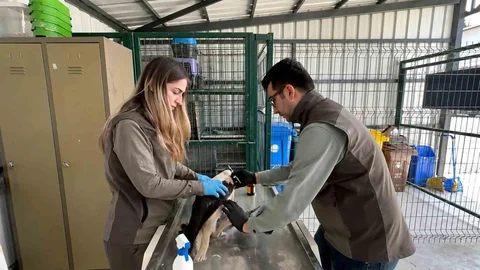 Düzce'de Yaralı Leylek Doğaya Salındı