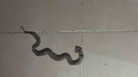 Siirt'te Apartman Yılanı Paniği