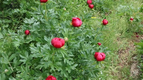 Afyonkarahisar'da Koruma Altındaki Çiçekler İçin Cezalar