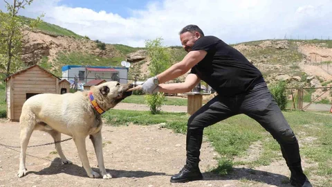 Sivas'ta Kangal Köpeklerinin Gücü