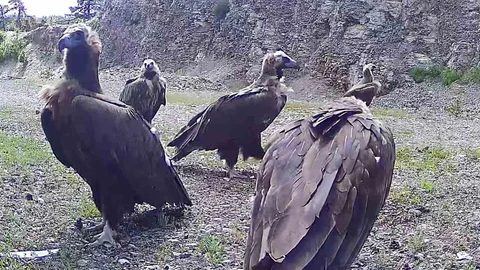 Bolu'da Nadir Kara Akbaba Görüntüleri