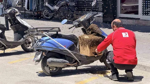 Erzincan'da Oğul Veren Arılar İlgi Çekti