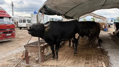 Kayseri'de Kurban Kesimi Sayısı Artış Gösterdi