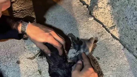 Çankırı'da Yangında Mahsur Kalan Kediler Kurtarıldı