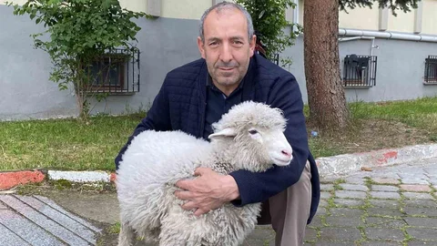 Kavak Adliyesi'nde Sevimli Maskot Kuzu Tertip