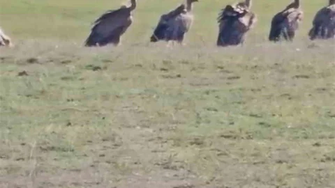 Özalp'ta Kızıl Akbaba Sürüsü Görüldü