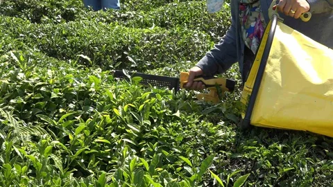 ÇAYKUR'dan Yaş Çay Alımına Ara Verme Duyurusu