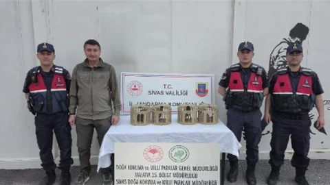 Sivas'ta Keklikler Doğaya Salındı