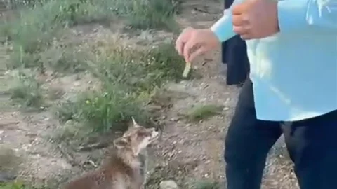 Tilkiyle Dostluk Anları Kaydedildi