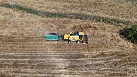 Amik Ovası'nda Buğday Hasadı Başladı