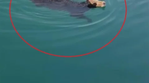 Hatay’da Kaçan Angus Sığırı Denizde Yüzdü