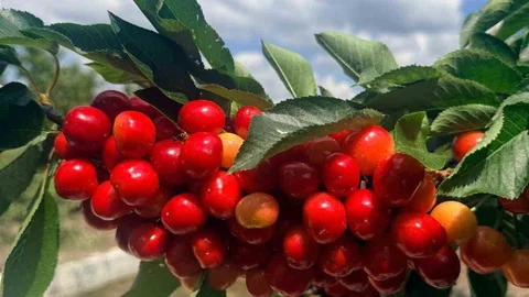 Denizli'de Honaz Kirazı Hasadı Başladı