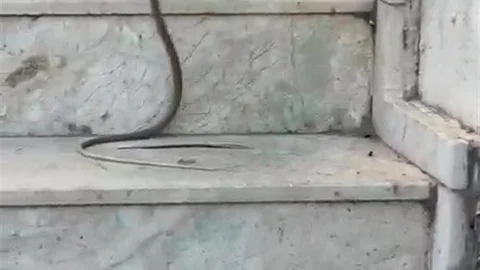 Kedinin Yılanla Oynadığı Anlar Görüntülendi
