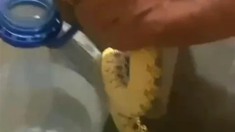 Ankara Polatlı'da Yılan Paniği